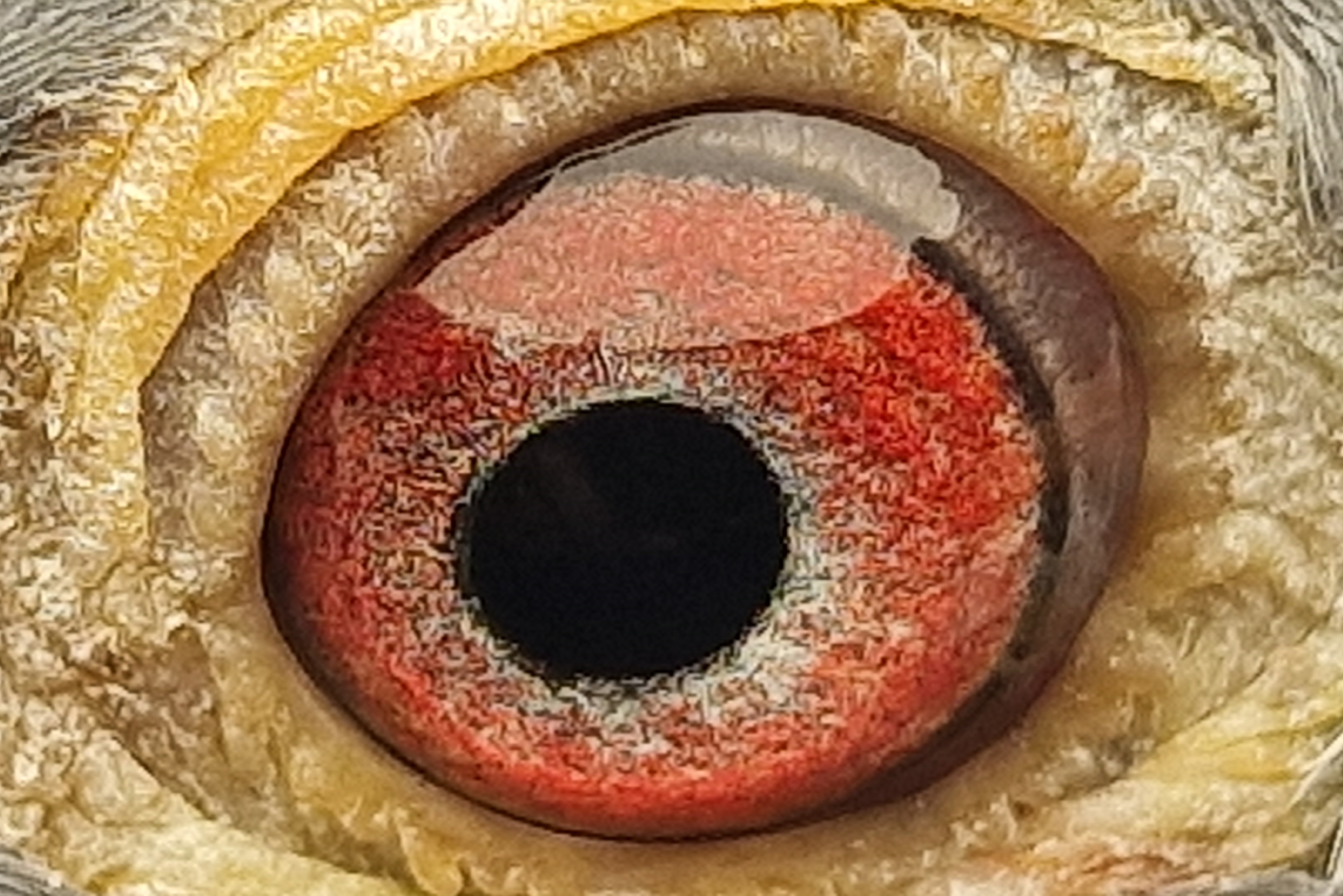 Pigeon eye